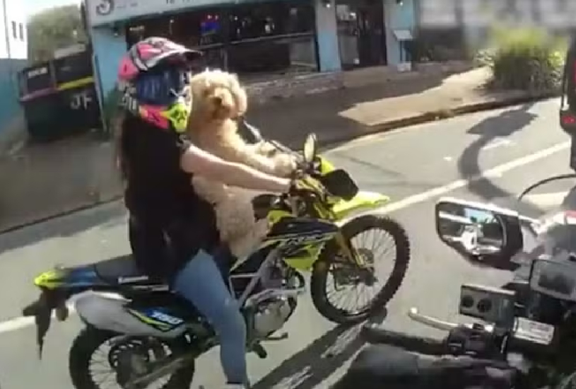 taxi-canino