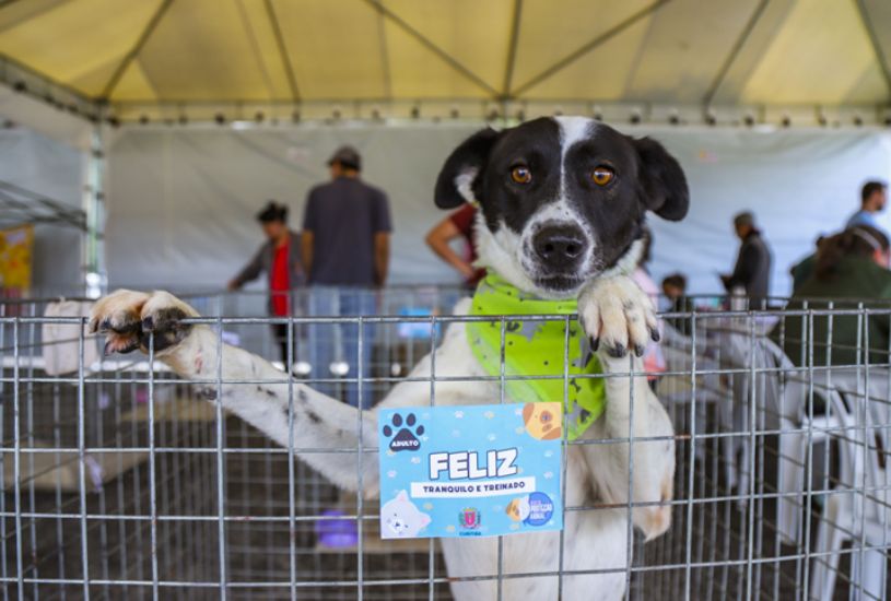 adocao-de-cachorro-em-curitiba-parque-barigui