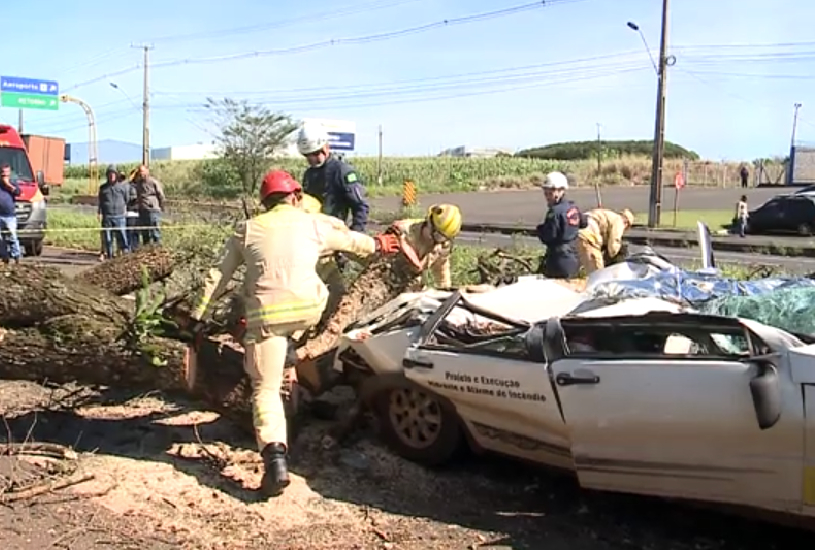 arvore-cai-em-carro-maringa arvore-cai-em-carro-maringa