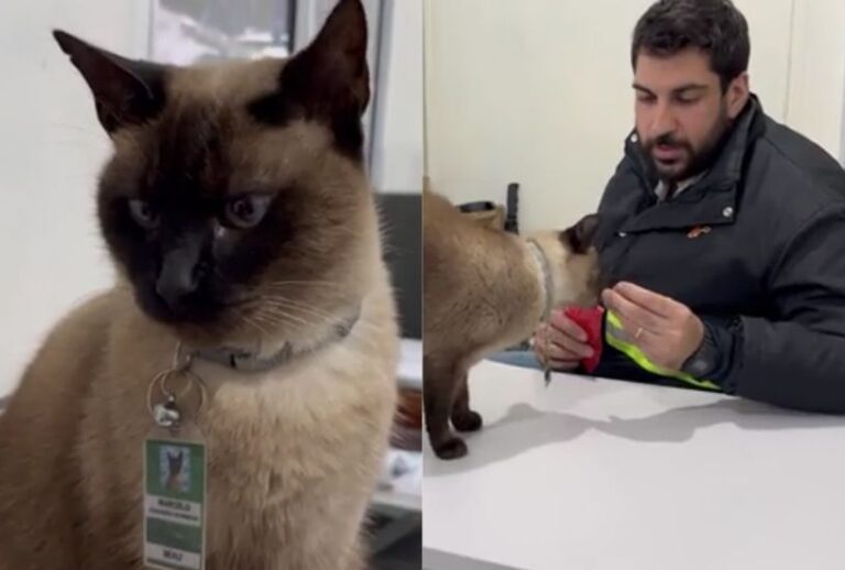 gato-marcelo gato-marcelo