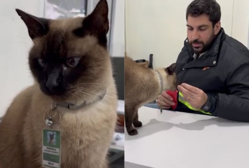 gato-marcelo
