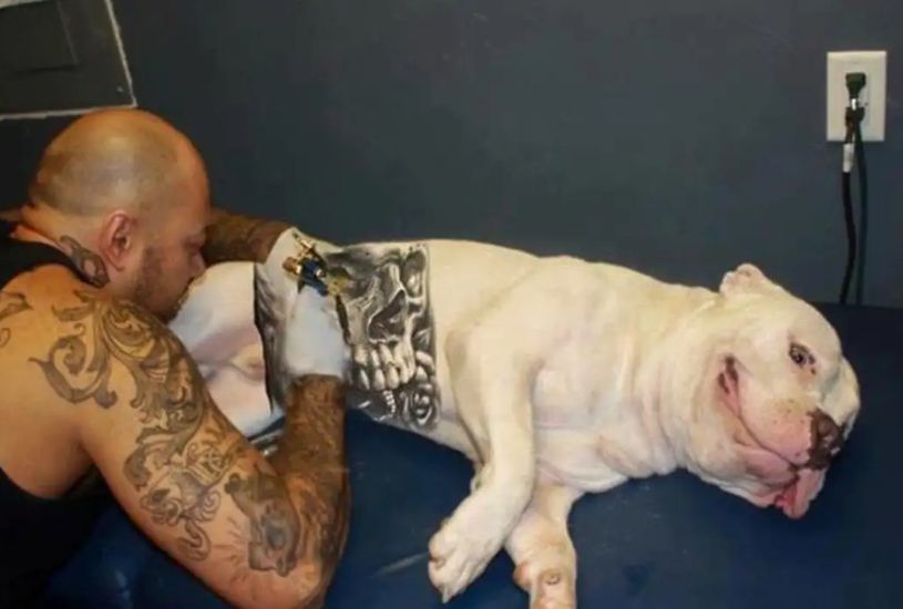 lei-proibe-tatuagem-em-caes-e-gatos