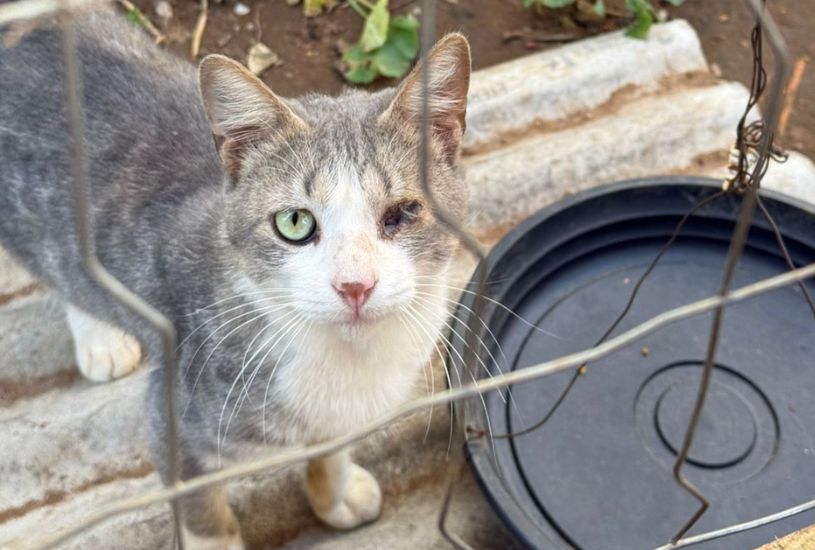 maus-tratos-animais-teixeira-soares maus-tratos-animais-teixeira-soares