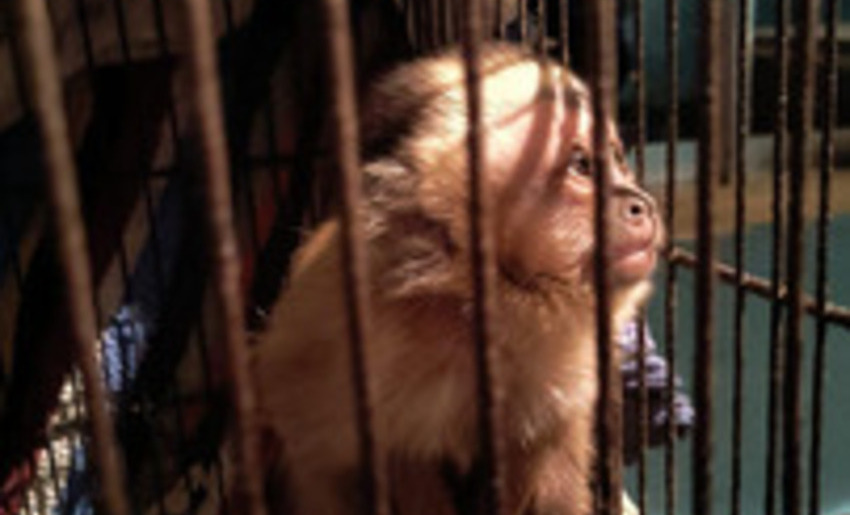 operação tráfico animais paraná são paulo minas gerais santa catarina
