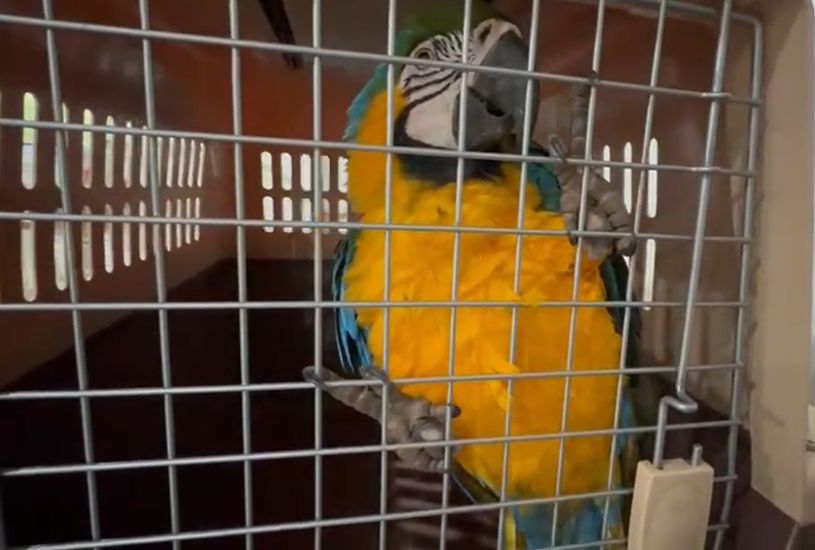 trafico-de-animais-silvestres-policia-civil-quebra-quadrilha (2)