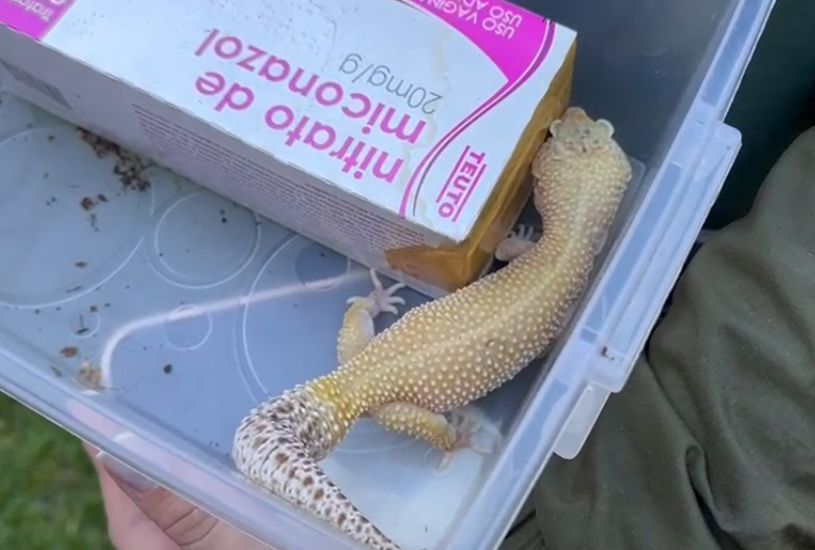 trafico-de-animais-silvestres-policia-civil-quebra-quadrilha (4)