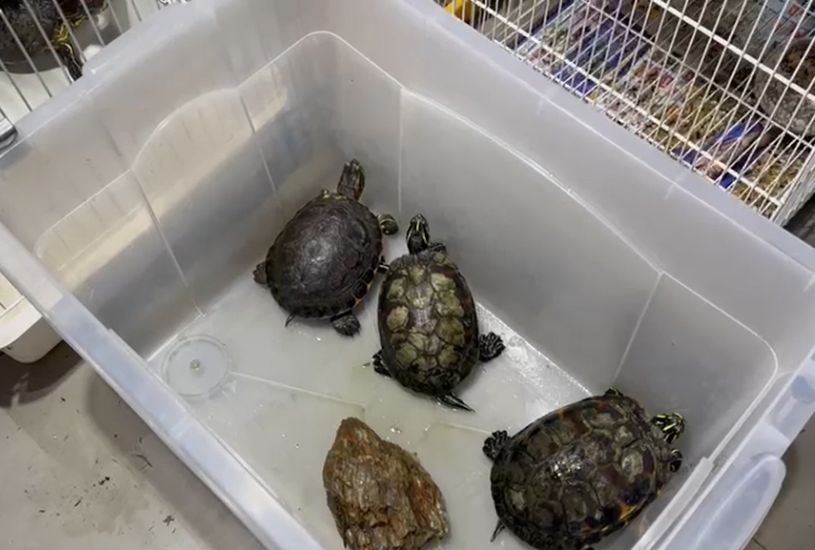 trafico-de-animais-silvestres-policia-civil-quebra-quadrilha (5)