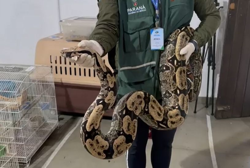 trafico-de-animais-silvestres-policia-civil-quebra-quadrilha (6)