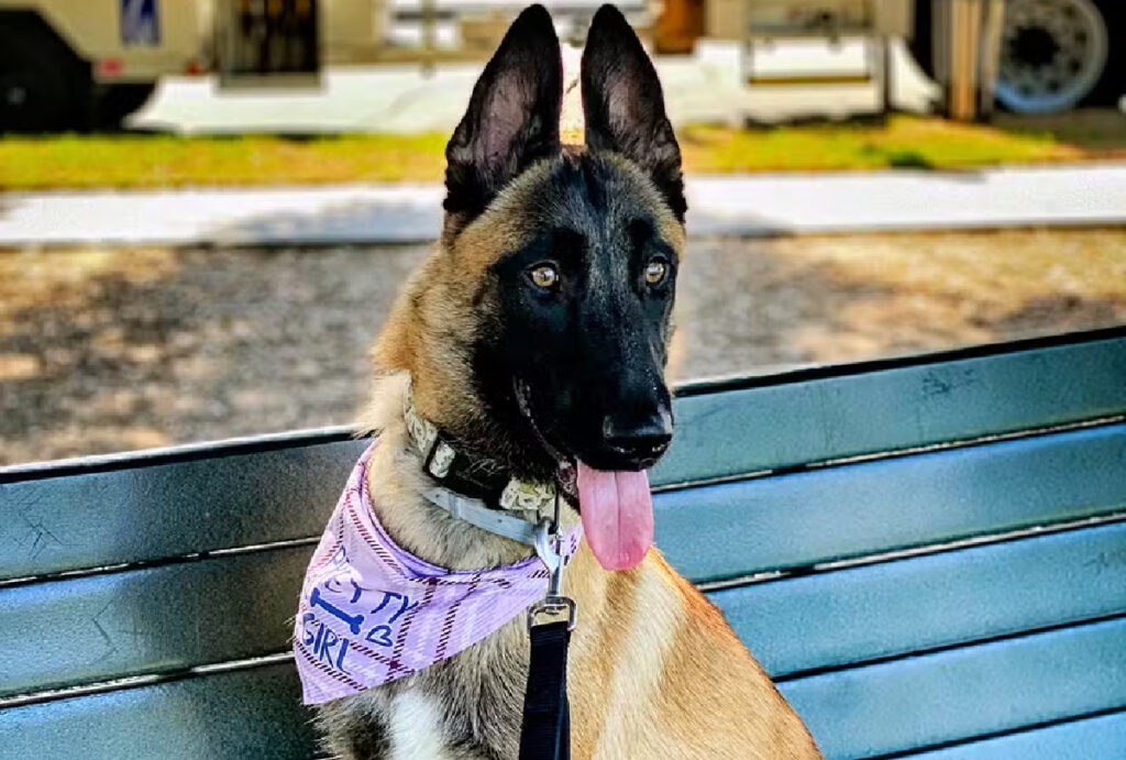 treinador-de-pets
