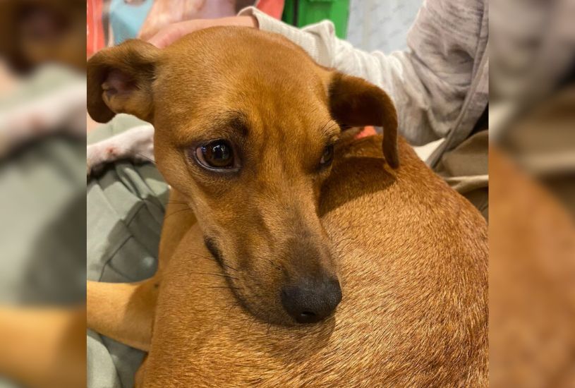 veterinario-gratuito-em-curitiba-ufpr (2)