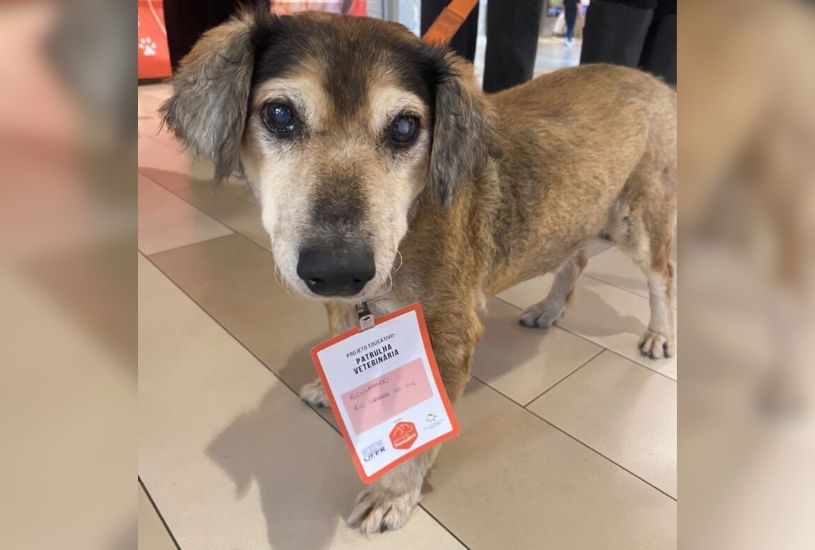 veterinario-gratuito-em-curitiba-ufpr (3)