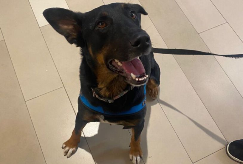 veterinario-gratuito-em-curitiba-ufpr (4)