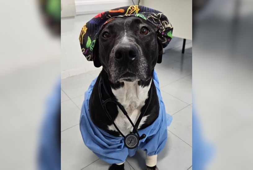 veterinario-gratuito-em-curitiba-ufpr (5)