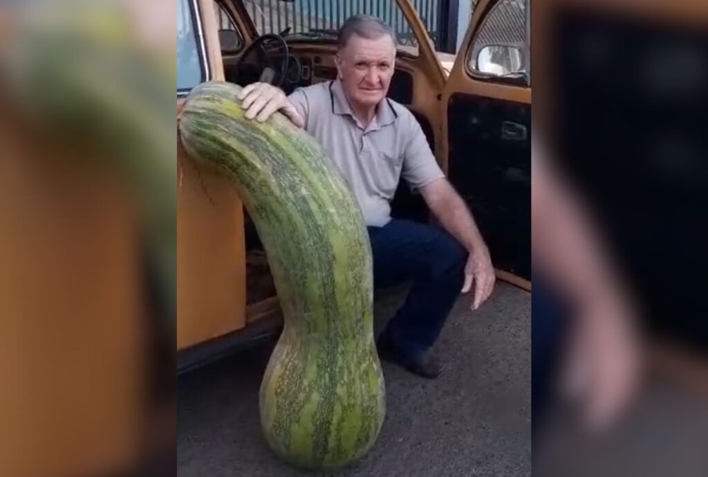 abobora-gigante-colhida-no-parana