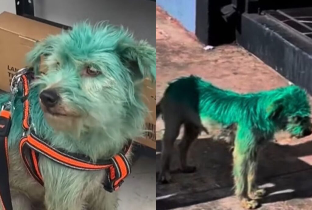 cachorro-pintado-verde