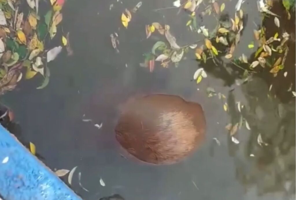 capivara-encontrada-morta