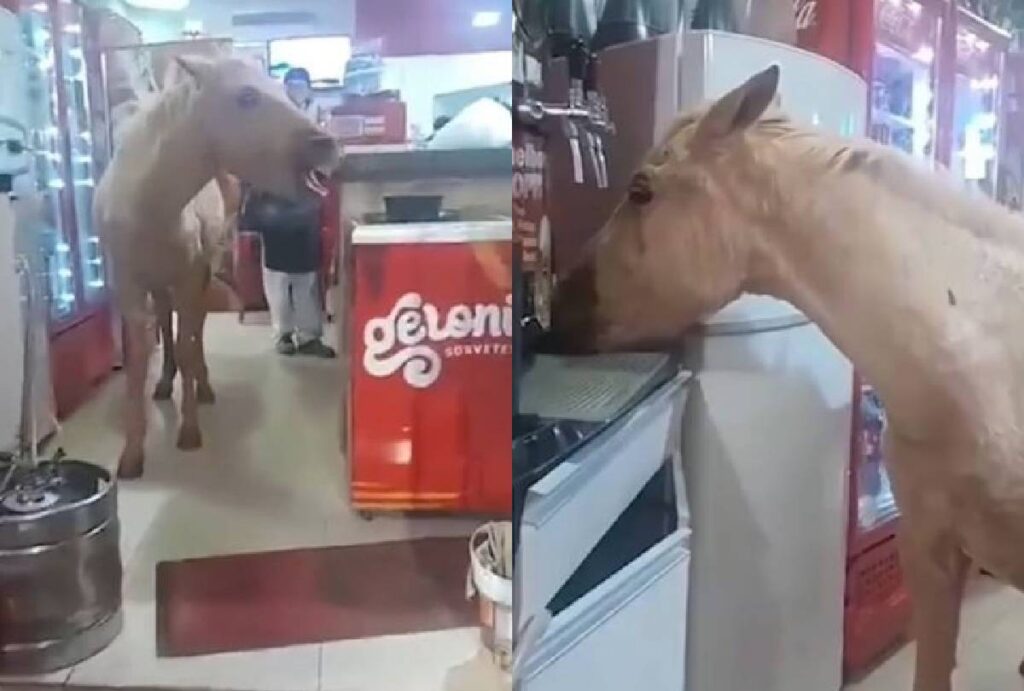 noticias-de-colorado-pr-cavalo-pizzaria