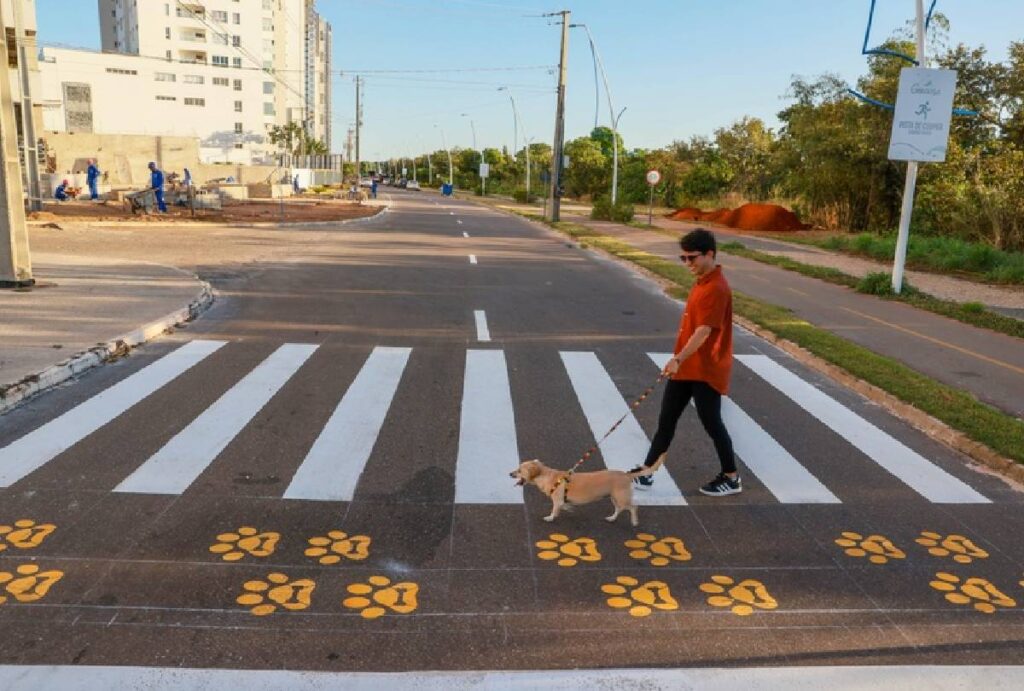 noticias-de-curitiba-faixa-pet
