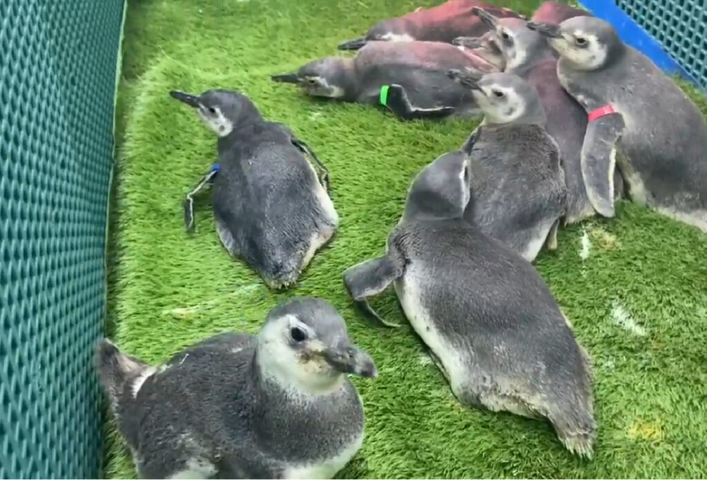 pinguins-nas-praias-no-parana