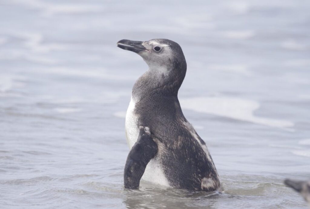 pinguins-parana pinguins-parana