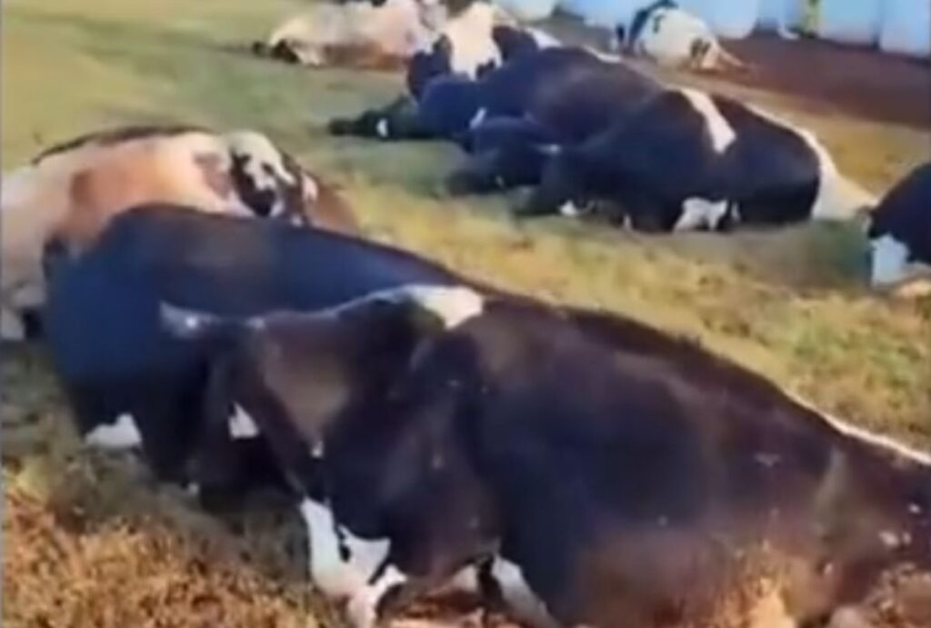 vacas-curto-circuito