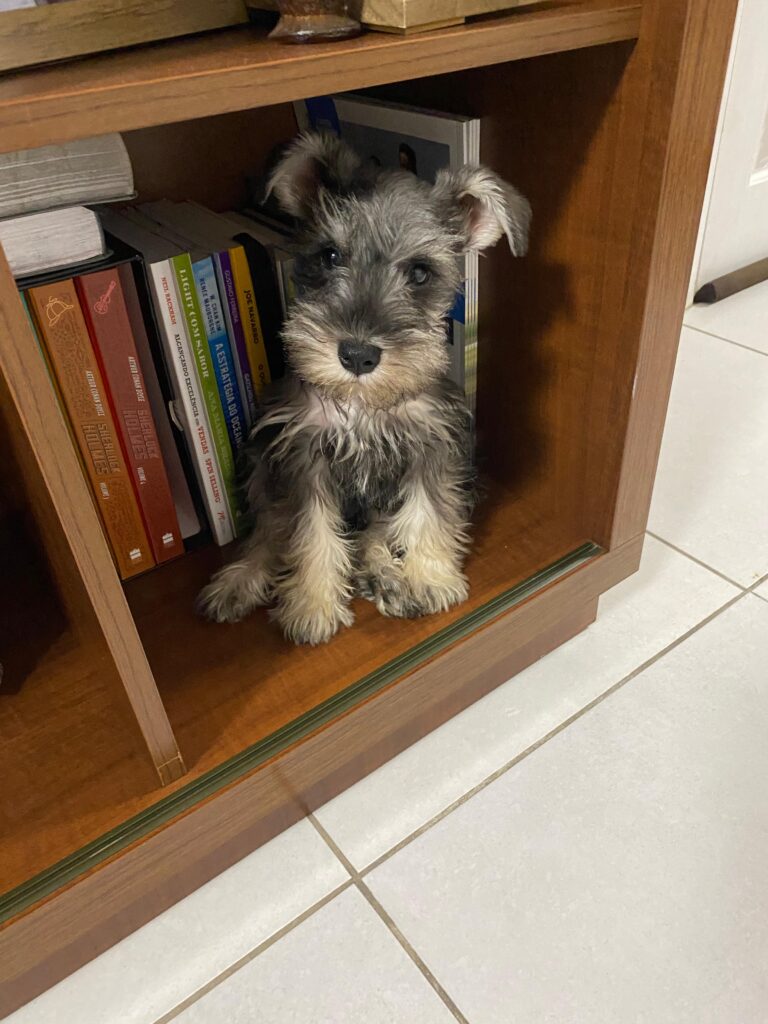 cachorro-moto