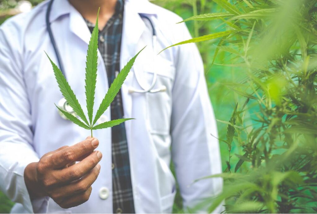 cannabis-medicinal-farmacia-curitiba
