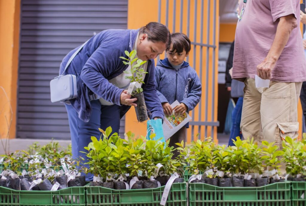 distribuicao-de-mudas-em-curitiba