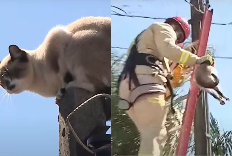gato-poste gato-poste