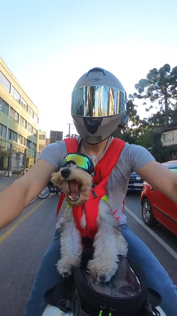 moto-cachorro-curitiba