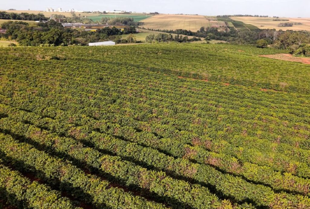 negocios-da-terra-colheita-cafe