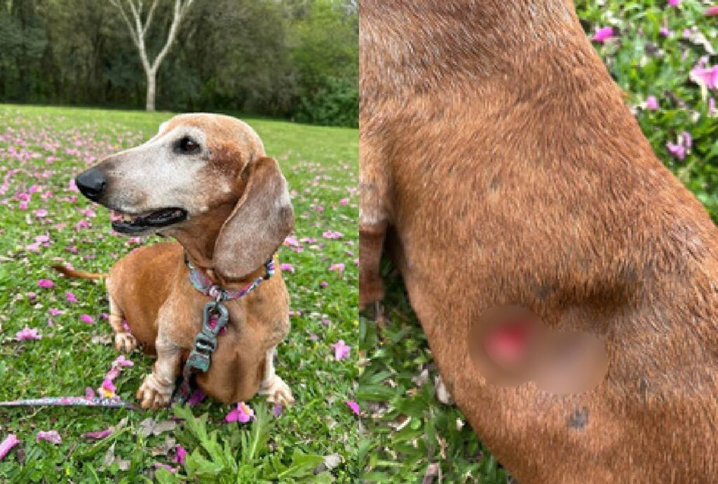 ataque-cachorro-parque-barigui