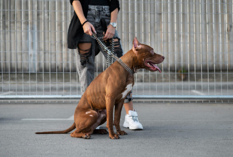 cachorro-sem-guia cachorro-sem-guia