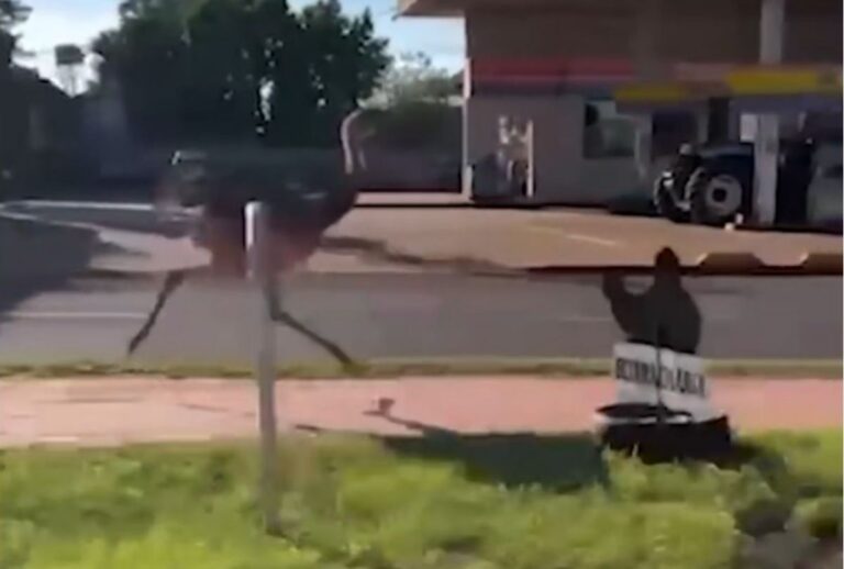 ema-correndo ema-correndo