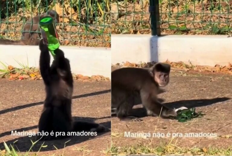 macaco-prego-garrafa macaco-prego-garrafa
