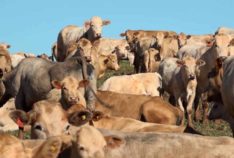 negocios-da-terra-gado-puruna-plantio-sustentavel-e-primavera negocios-da-terra-gado-puruna-plantio-sustentavel-e-primavera