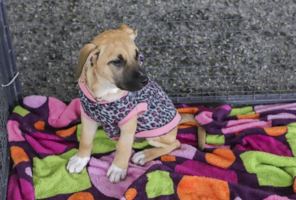 adocao-de-animais-curitiba