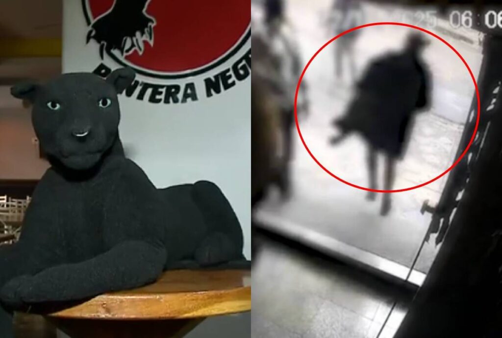 gato-preto-curitiba gato-preto-curitiba