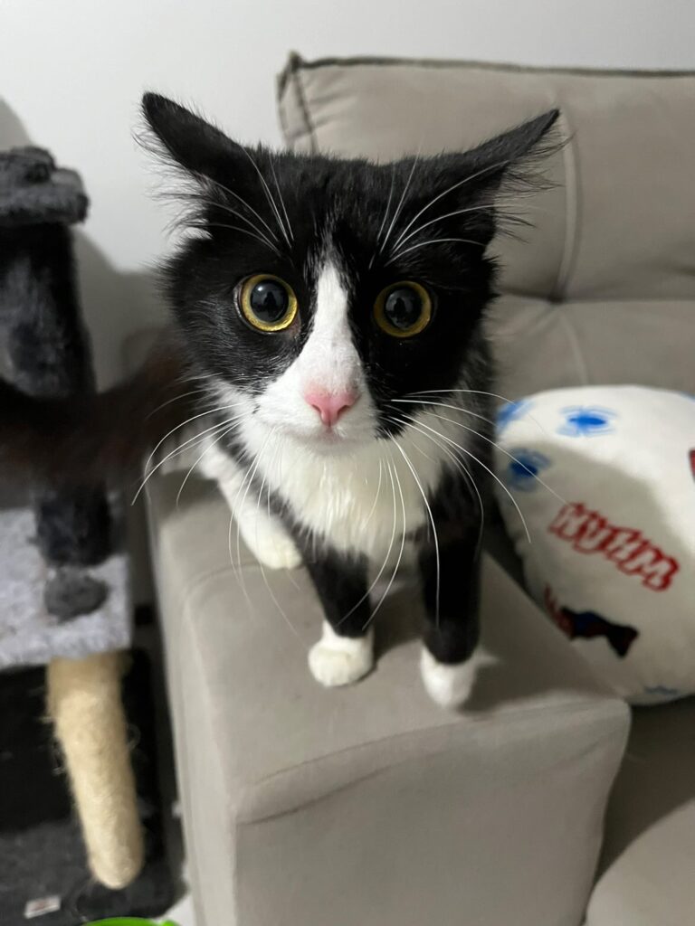 Morgana antes