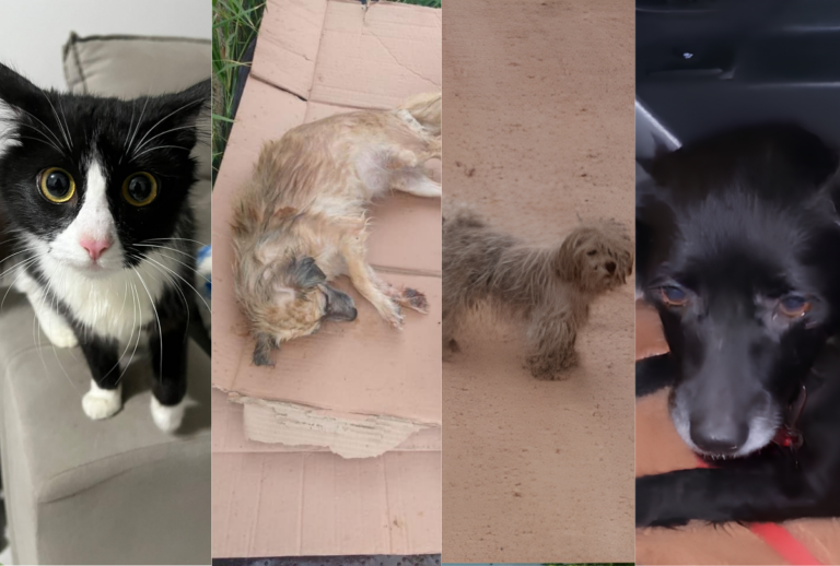 antes-e-depois-animais antes-e-depois-animais