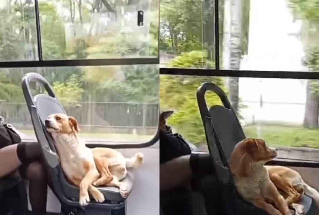 cachorro-caramelo-onibus-curitiba cachorro-caramelo-onibus-curitiba