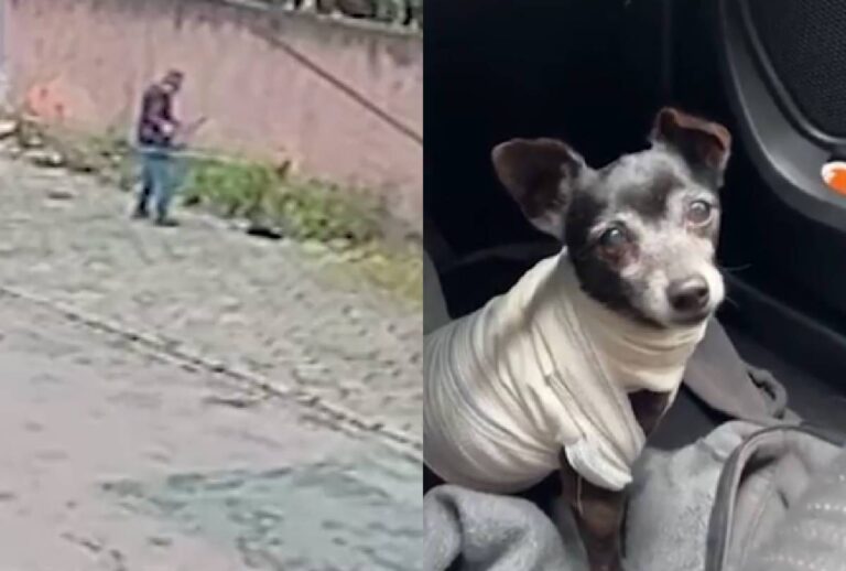 cachorro-fica-ferido