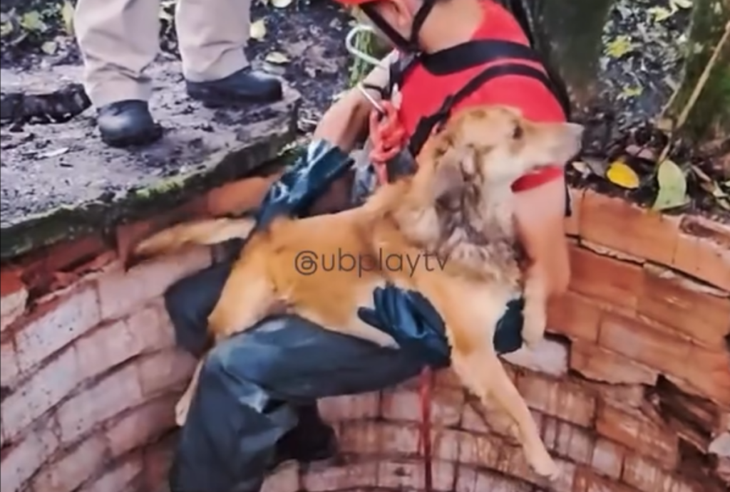 cachorro resgatado poço