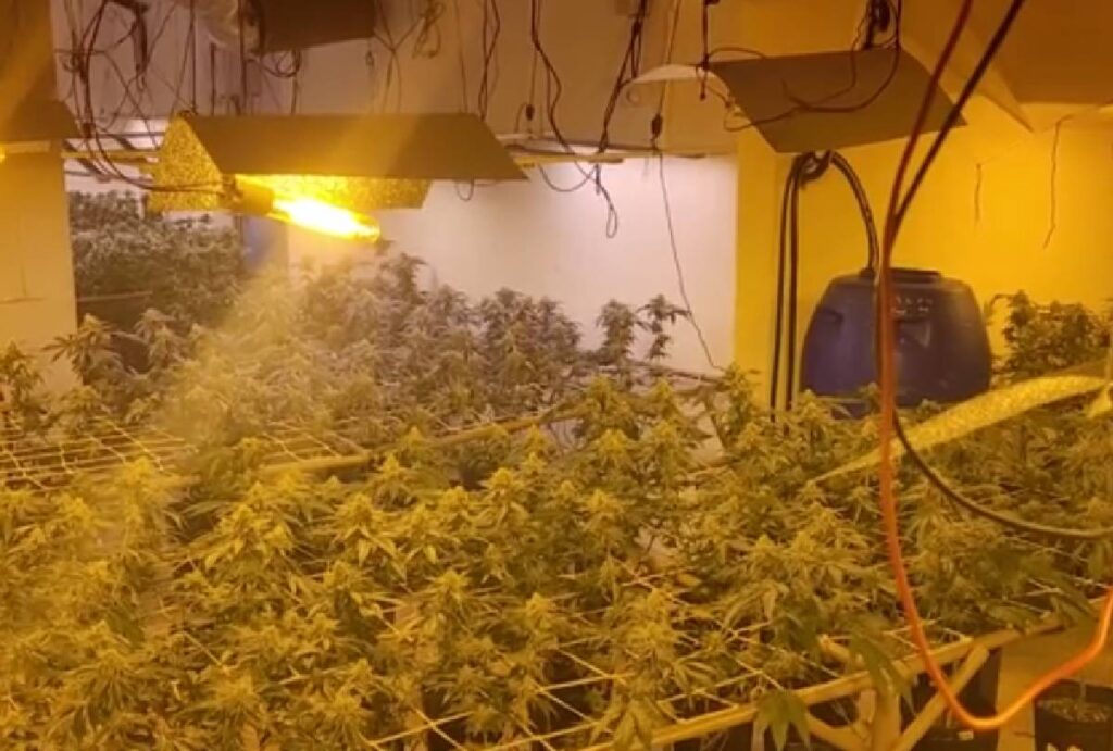 estufa-de-maconha-curitiba-1