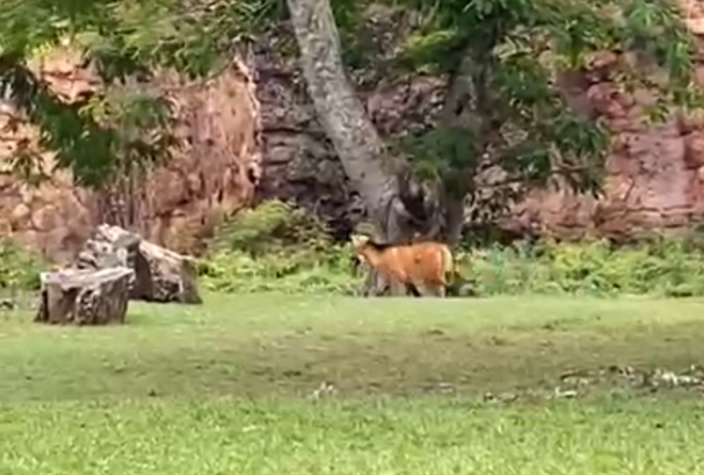 lobo guará paraná lobo guará paraná