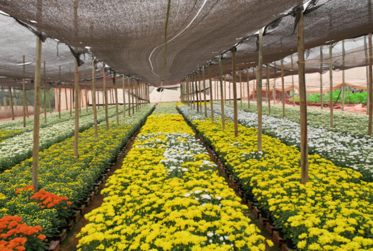 negócios da terra negócios da terra