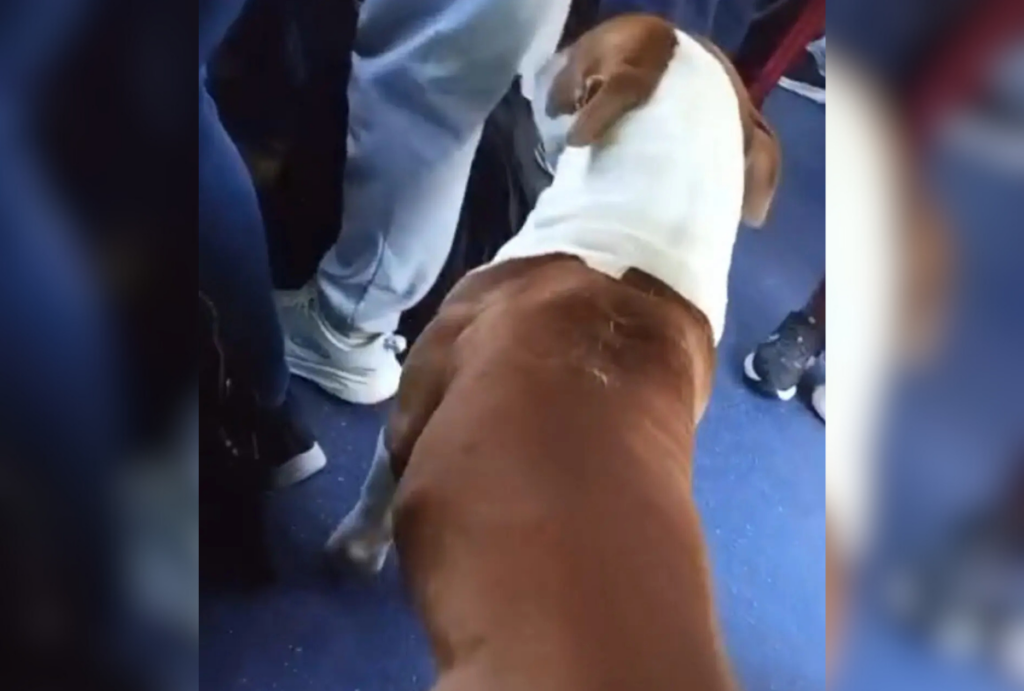 pitibull passeando ônibus