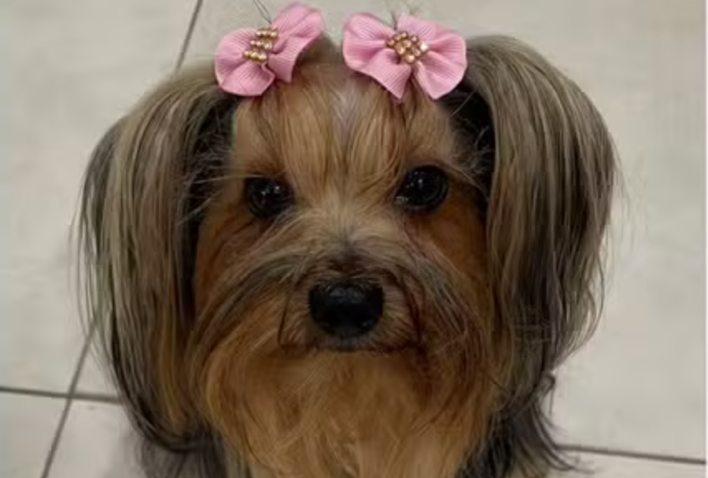 yorkshire foz do iguaçu yorkshire foz do iguaçu