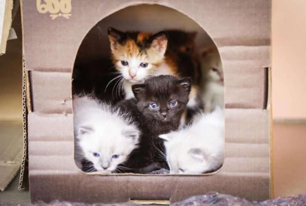 feira-de-adocao-araucaria