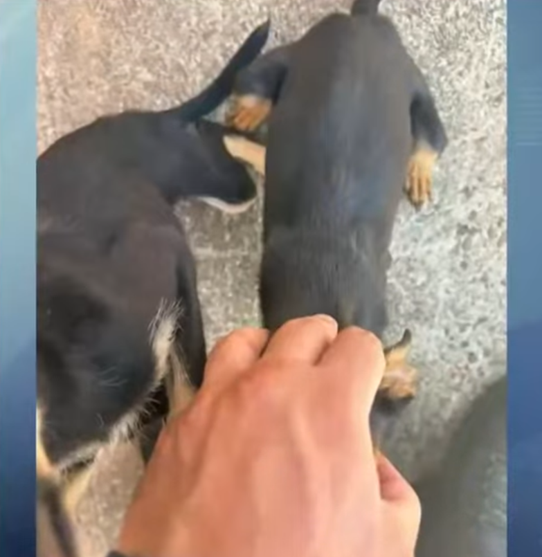 cães-resgatados-maringá